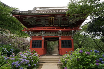 雨引観音あじさい祭り