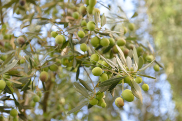 Branch with fresh ripe olives. Mediterranean olive trees garden ready for harvest.