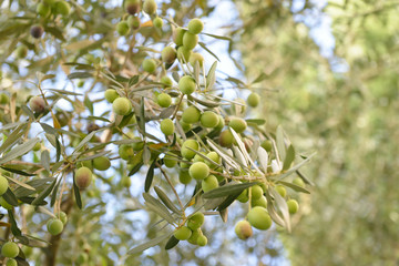 Branch with fresh ripe olives. Mediterranean olive trees garden ready for harvest.