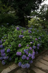 雨引観音あじさい祭り