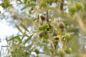 Branch with fresh ripe olives. Mediterranean olive trees garden ready for harvest.
