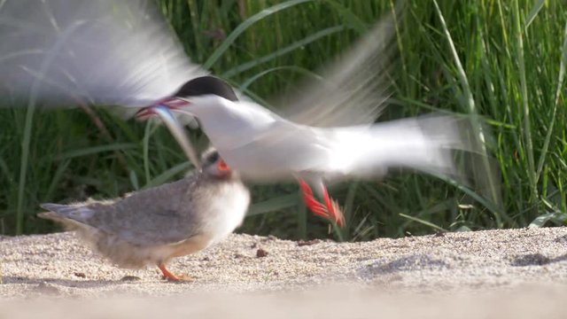 Arctic tern chick fed, Iceland