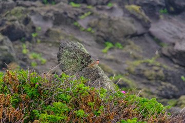 利尻島に生息する野鳥