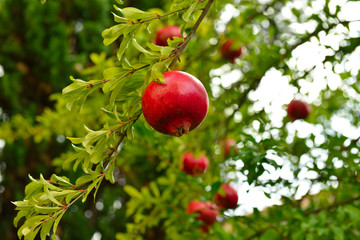 Ripe pomegranate fruit is growing in Mediterranean garden. Tree branch with fresh pomegranate