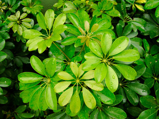 Green tropical leaves on a sunny day. Texture