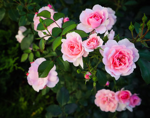 Beautiful pink roses Bonica in the garden. Perfect for background of greeting cards for birthday, Valentine's Day and Mother's Day