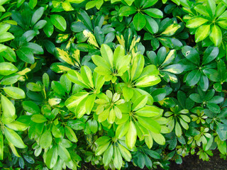 Green tropical leaves on a sunny day. Texture