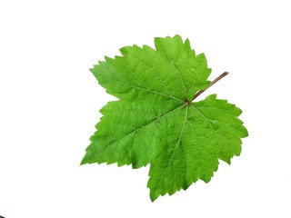 Grape leaves on a white background