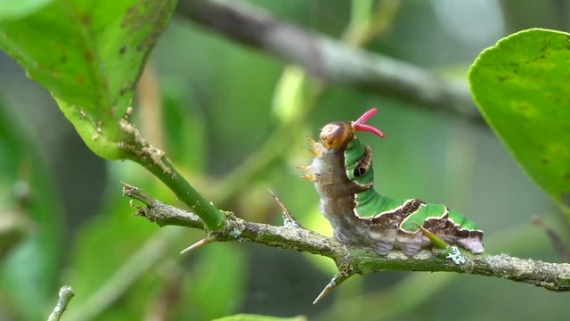 Orchard Swallowtail caterpillar displays and retracts red osmeterium