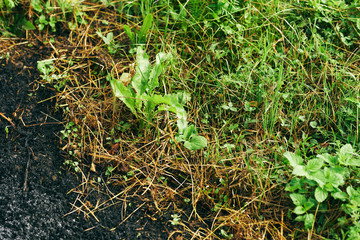 grass with water drops