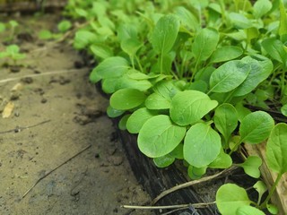 young plants in the garden