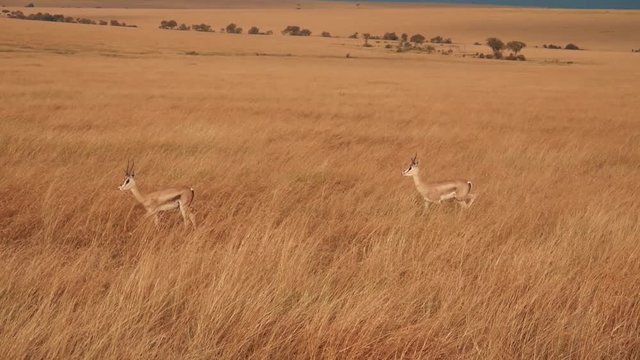 Gazellen in der Wilden Savanne in Afrika