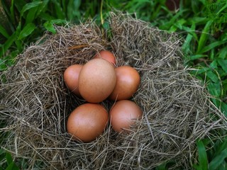 Chicken organic eggs with straw in nest 