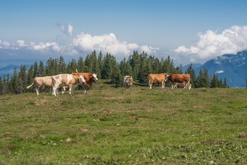 Beautiful swiss alps mountains. Alpine meadows. Farm. Cows
