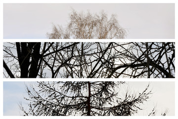 Collage of three photos of trees