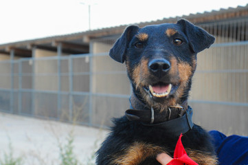 Cheerful, active dog jagdterrier on the street in the territory of the animal shelter