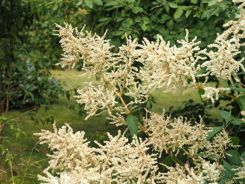 Bl&uuml;ten des Bergkn&ouml;terichs ziehen Fliegen an, die dort Nektar saugen