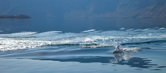 DELFIN MULAR- COMMON BOTTLENOSE DOLPHIN   (Tursiops truncatus), Península de Musandam, Oman, Golfo Pérsico.  Common