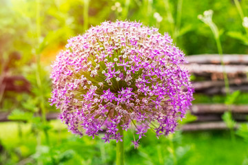 Obraz premium Allium blooming. Ball of blossoming allium flowers. Beautiful alliums for gardening theme. Violet bloom gorgeous flower. close up