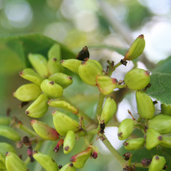 Close- up of unripe green berries of Viburnum lantana. Wayfaring tree in summer