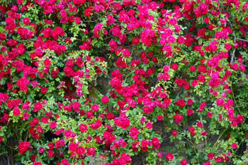 Red climbing roses in full bloom covering a wall of a roadside country house 