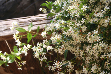 Naklejka na ściany i meble White climber star Jasmin with many white flowers in the garden. Trachelospermum jasminoides in bloom