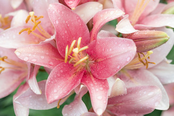 Fototapeta na wymiar bouquet of pink lilies in the green garden after the rain