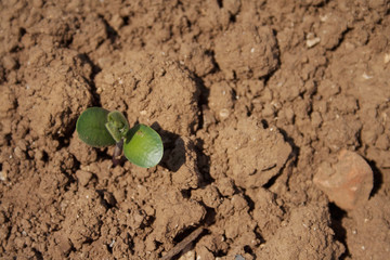 Fresh young soybean plants growing in the field. Soybean sprouts.Soybean field with young seedings in the soil