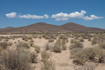 Desert of Baja California, MEXICO