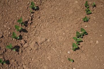 Fresh young soybean plants growing in the field. Soybean sprouts.Soybean field with young seedings in the soil