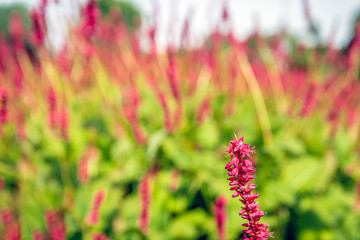 One spikelike inflorescence of red Knotweed flowers