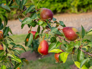 Pyrus communis Rote Williams Christ Birne