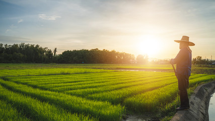 Agriculture farmer of Asia rice field work concept.Farmers grow rice in the rainy season. Asian farmer working on rice field outdoor in Agricultural of Asia. Worker in rural work in farm with sunset