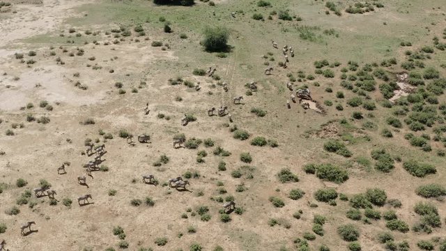 Aerial view of Zebra herd in Buffalo Springs National Park, Kenya. Wild herd crossing dry landscape