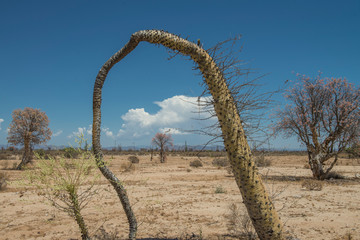 Desert of Baja California, MEXICO