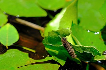 Hairy caterpillar eating lotus leaf in the lotus swamp.