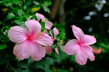 Fototapeta premium Beautiful blooming Dainty Pink Hibiscus (Hibiscus rosa-sinensis) flowers.