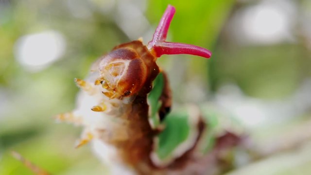 Osmeterium display extreme close up, Papilo aegeus caterpillar instar