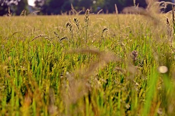 Weeds on rice field with touch of afternoon sunlight.