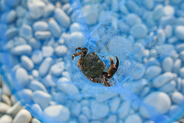 small black crab in a blue net. Close-up
