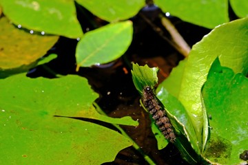 Hairy caterpillar eating lotus leaf in the lotus swamp.