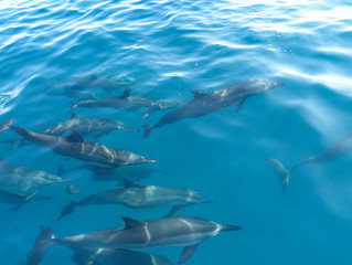 Delfine schwimmen im Indischen Ozean vor den Malediven