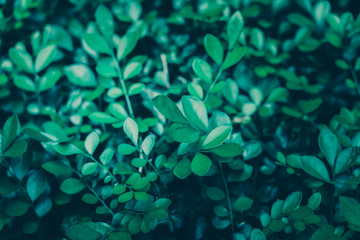 Fototapeta na wymiar Green Leaves Pattern; Natural Background 