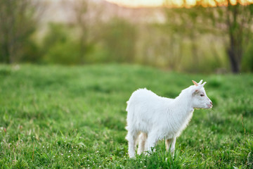 Obraz premium goat on a meadow