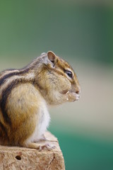 Obraz premium モグモグ、シマリス