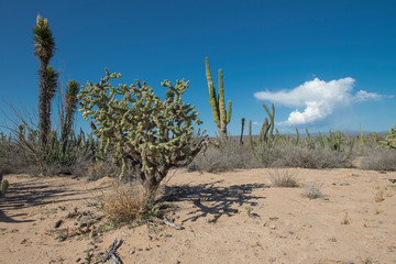 Desert of Baja California, MEXICO