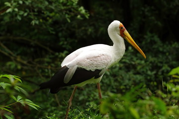 Yellow-billed stork: the yellow-red ridge.  Portrait of bird in the nature habitat. Macro shot. in its natural habitat