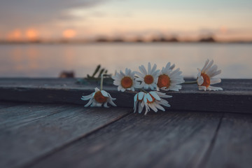 Fototapeta na wymiar Still life with daisies