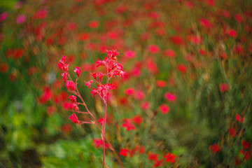 red flowers in the garden