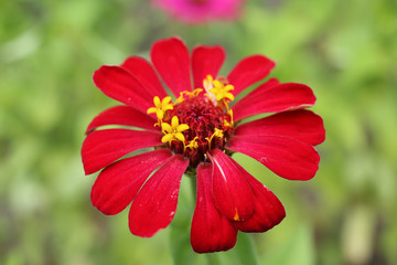 Red Zinnia flower blooms in the garden.